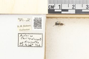 Media type: image;   Entomology 768495 Aspect: Labels